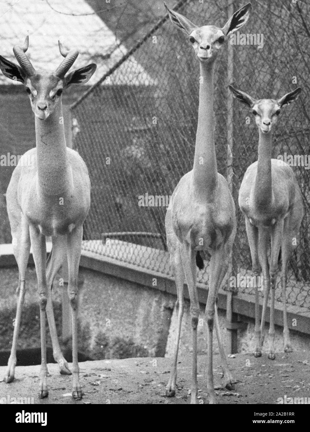 Vintage zoo animals hi-res stock photography and images - Alamy
