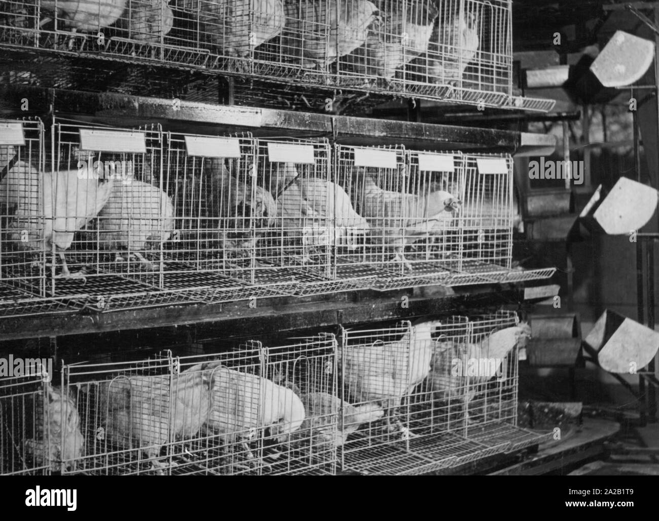 Chickens in cage Black and White Stock Photos & Images Alamy