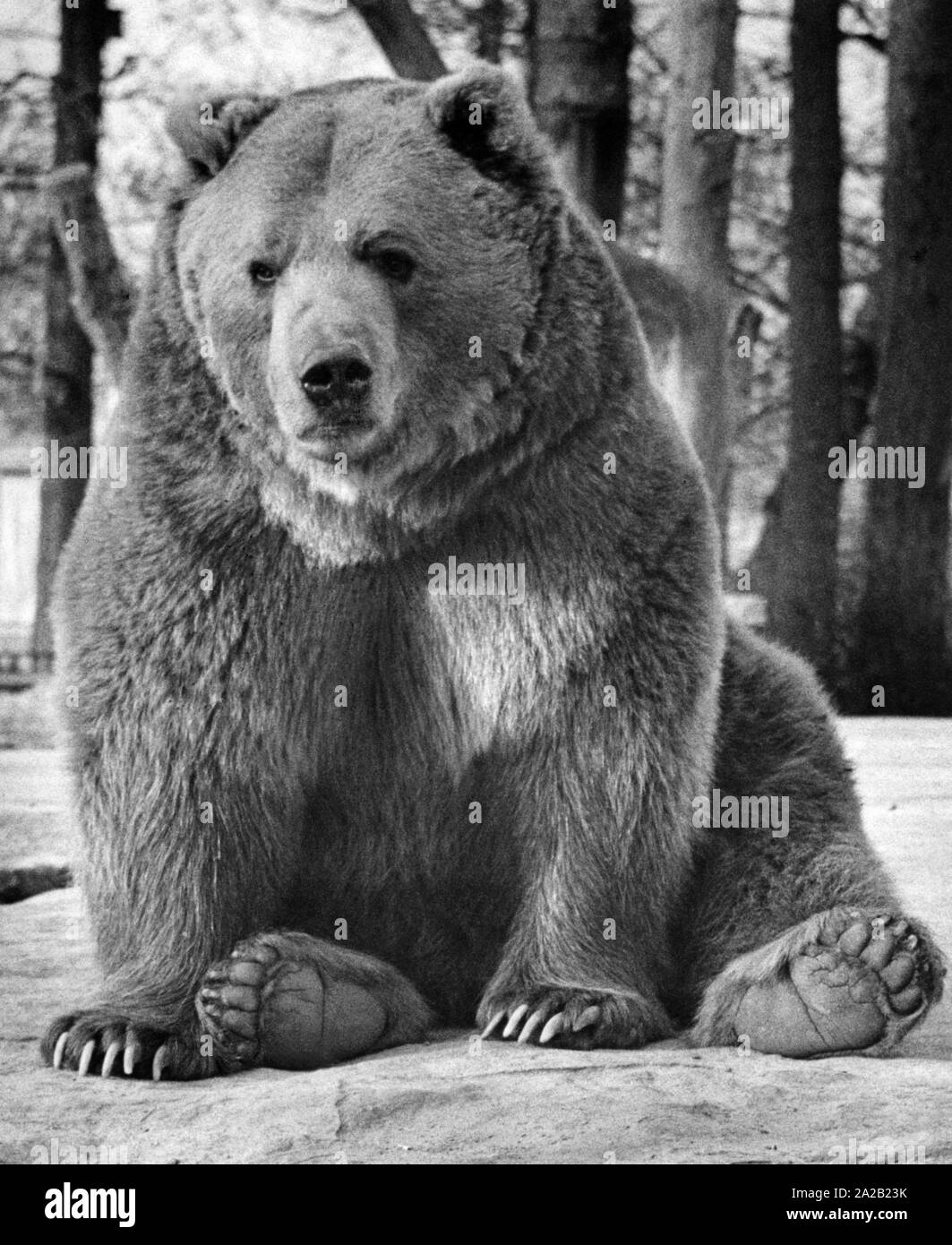 Brown bear in the West Berlin Zoo, undated photo, presumably in the 1960s. Stock Photo