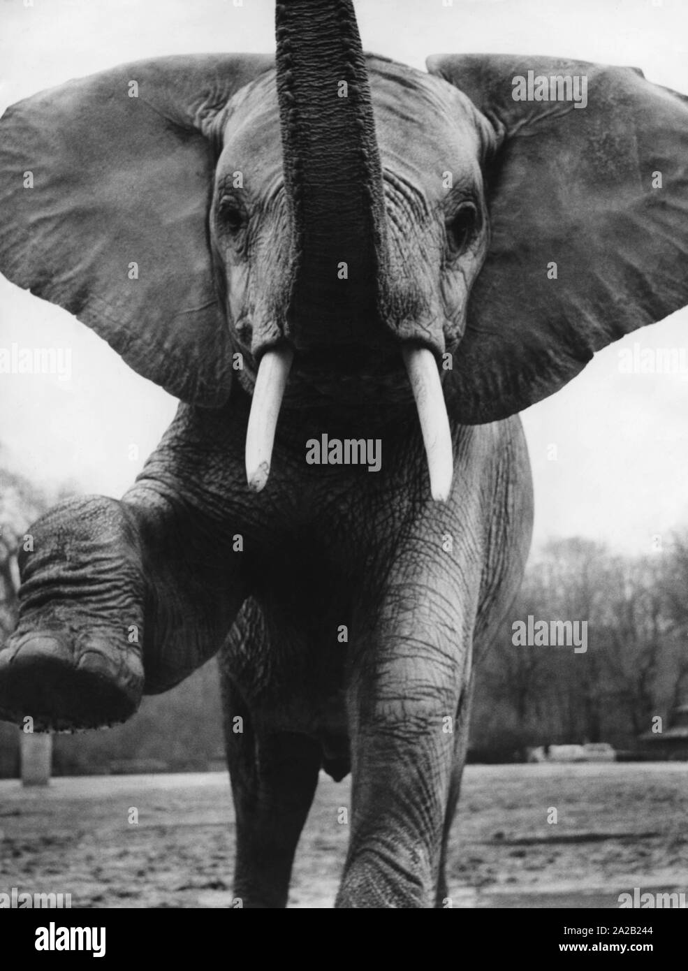An elephant in a German zoo. Undated photo, probably in the 1960s. Stock Photo