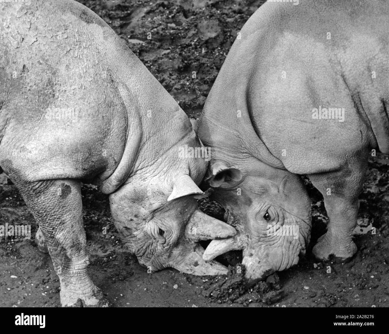 The two rhinos Fara and Heinz from the Munich Zoo Hellabrunn playfully fight with their heads. Stock Photo