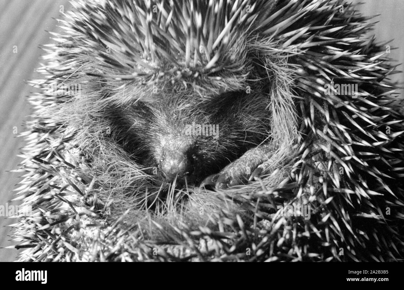 The picture shows a found hedgehog on the table of a hedgehog rescue