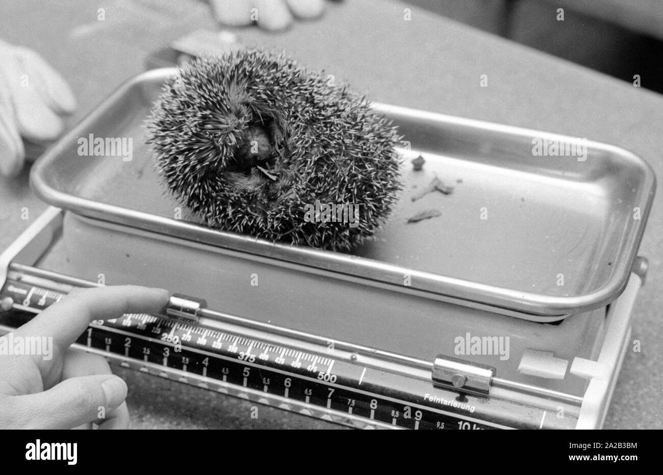 The employees of a hedgehog rescue center take care of newly found animals. The veterinarians take care of the health of the animals and with the center provide them a safe place for the wintering. The hedgehogs are examined and weighed. Stock Photo