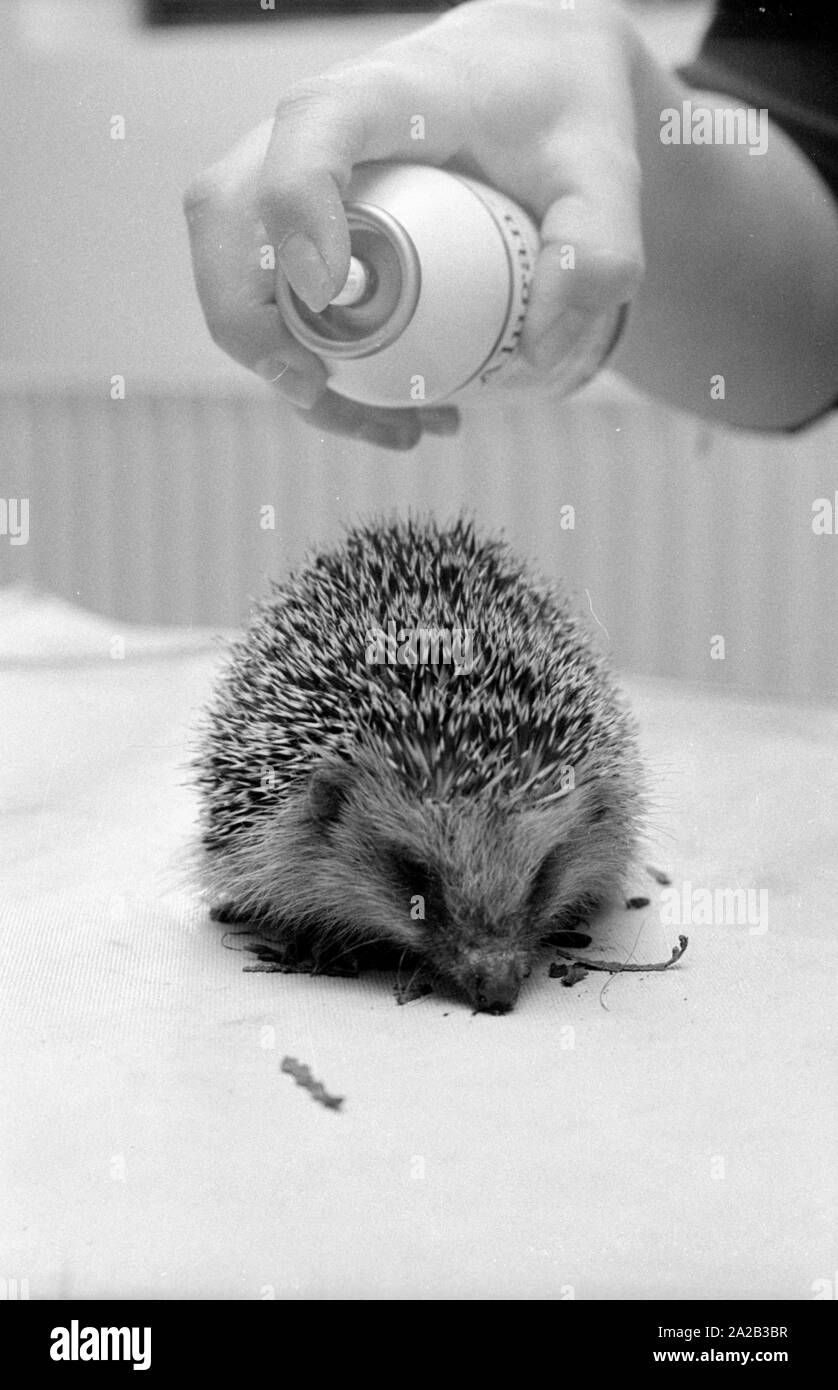 The employees of a hedgehog rescue center take care of newly found animals. The veterinarians take care of the health of the animals and with the center provide them a safe place for the wintering. Stock Photo