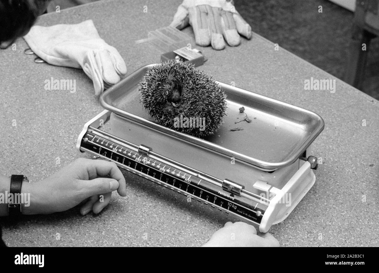 The employees of a hedgehog rescue center take care of newly found animals. The veterinarians take care of the health of the animals and with the center provide them a safe place for the wintering. The hedgehogs are examined and weighed. Stock Photo