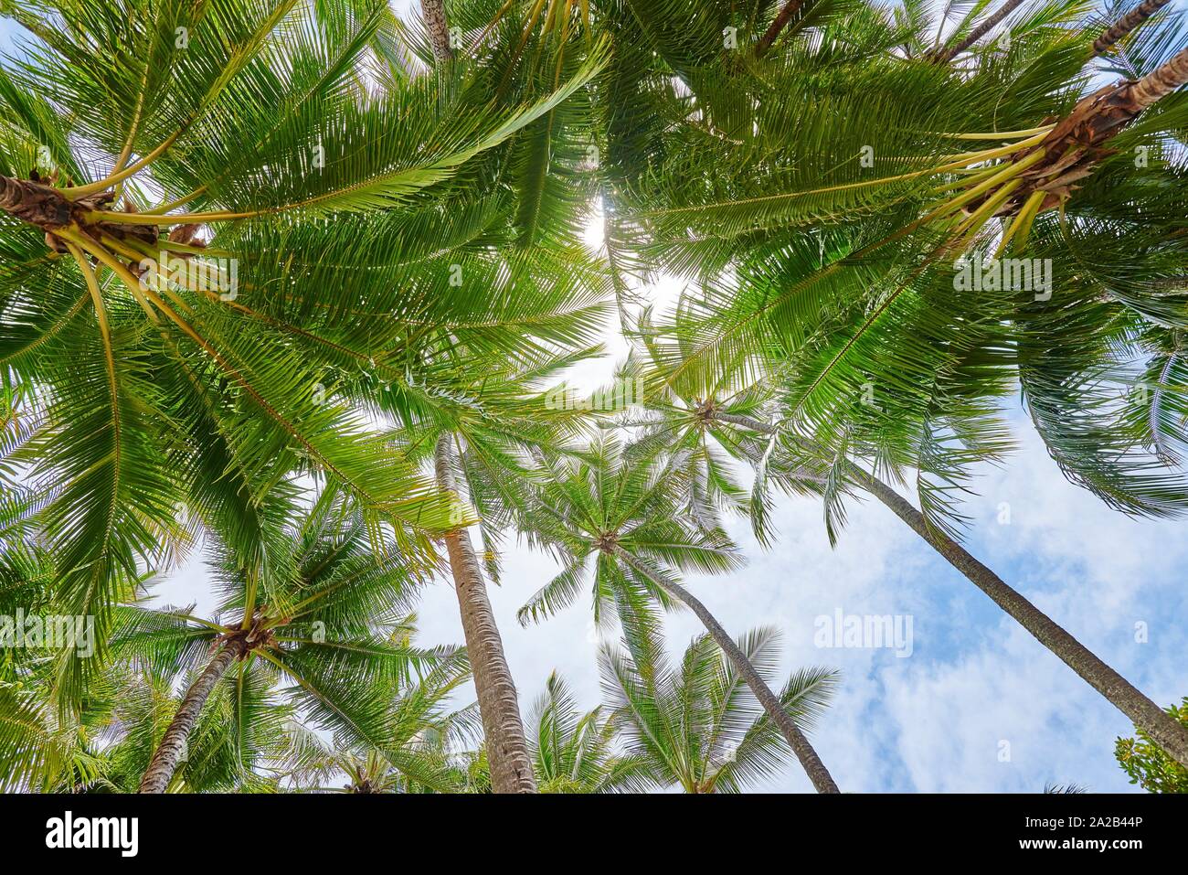 page 3 coconut tree beach no people high resolution stock photography and images alamy