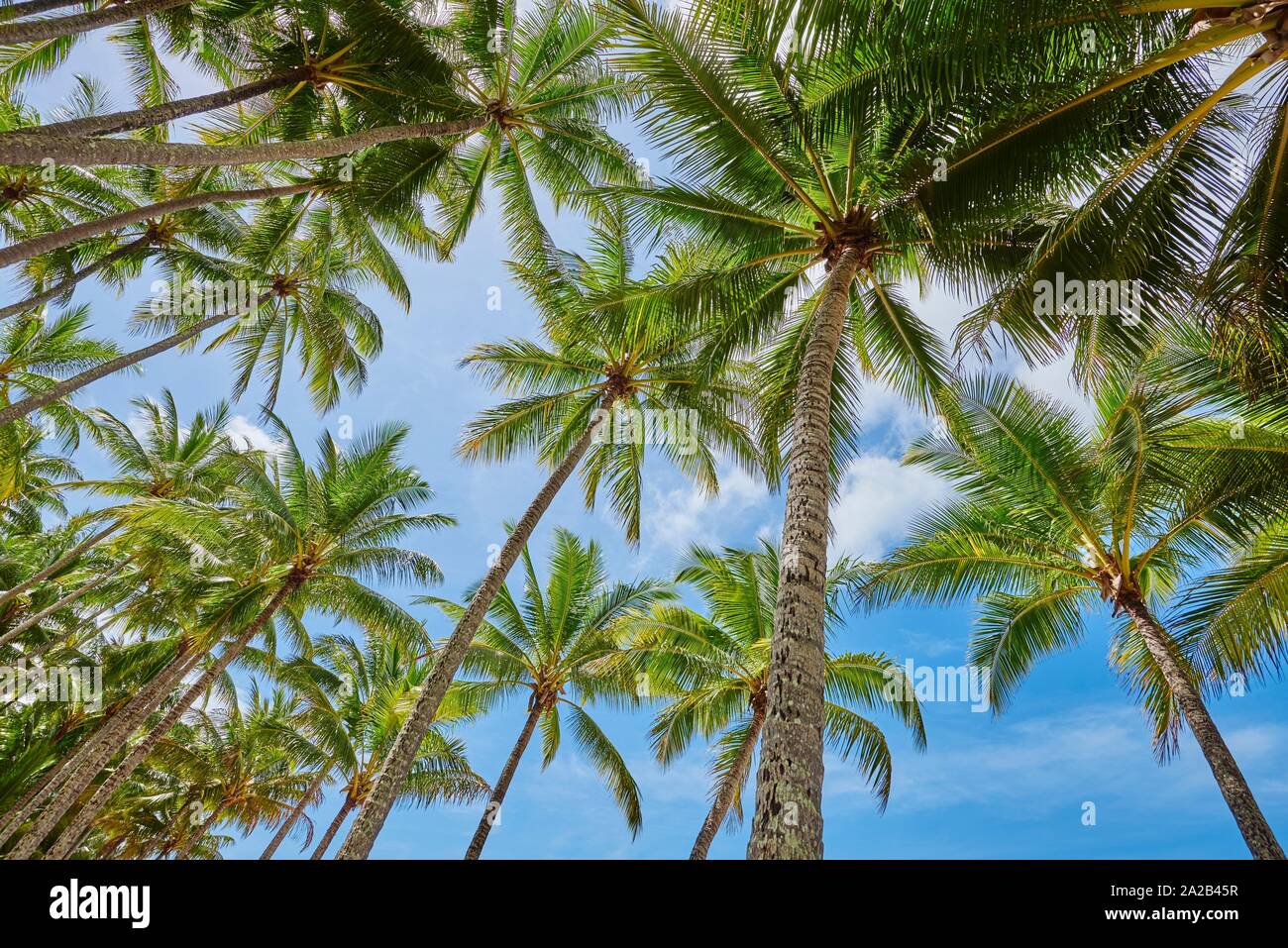 page 3 coconut tree beach no people high resolution stock photography and images alamy page 3 coconut tree beach no people high resolution stock photography and images alamy