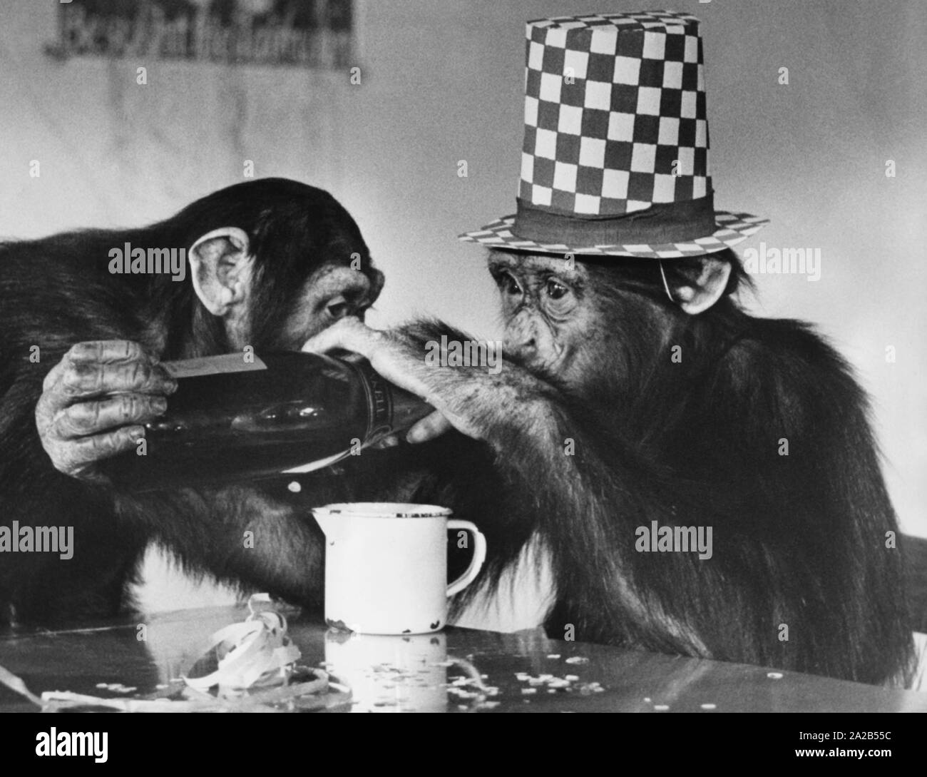 Two chimpanzees are sitting at the table and drink sparkling wine from a bottle. It could be an advertising (undated shot). Stock Photo