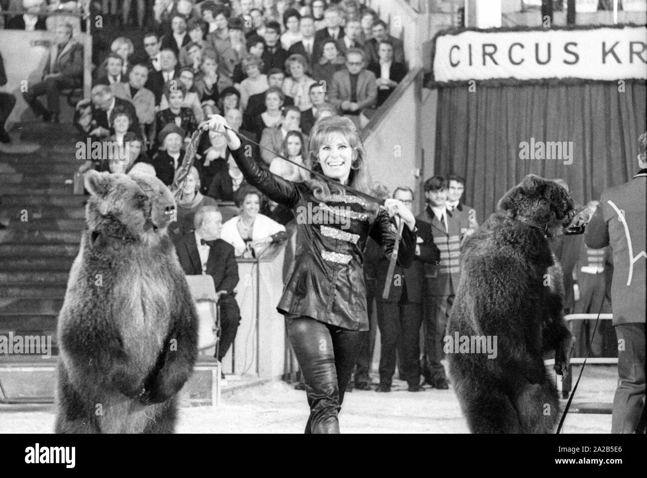 A circus program was held annually by celebrities in front of an audience for the television show 'Die Goldene Zehn' at Circus Krone in Munich. Photo of an animal show with bears. The woman's identity is unclear. Stock Photo