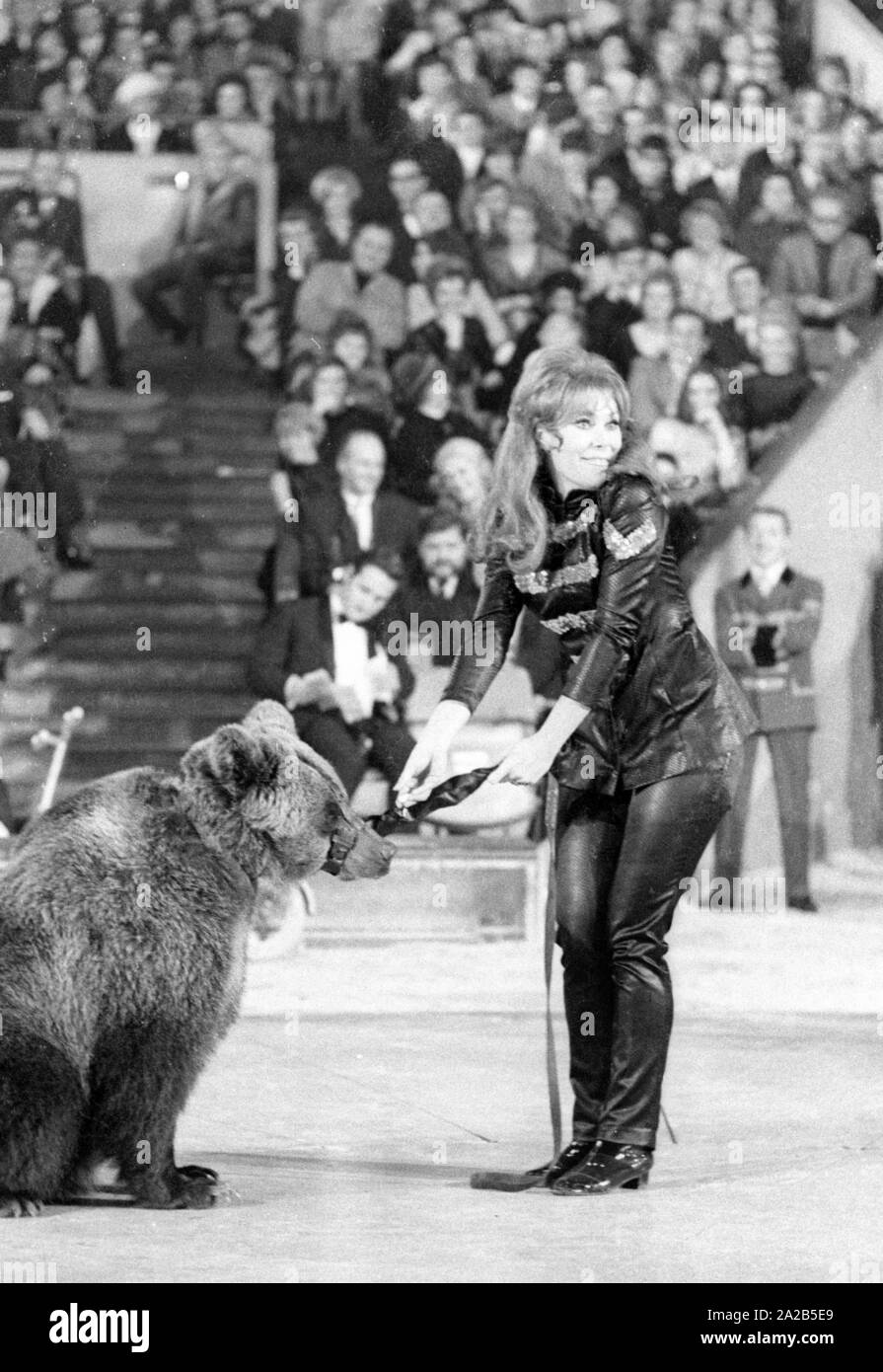 A circus program was held annually by celebrities in front of an audience for the television show 'Die Goldene Zehn' at Circus Krone in Munich. Photo of an animal show with bears. The woman's identity is unclear. Stock Photo