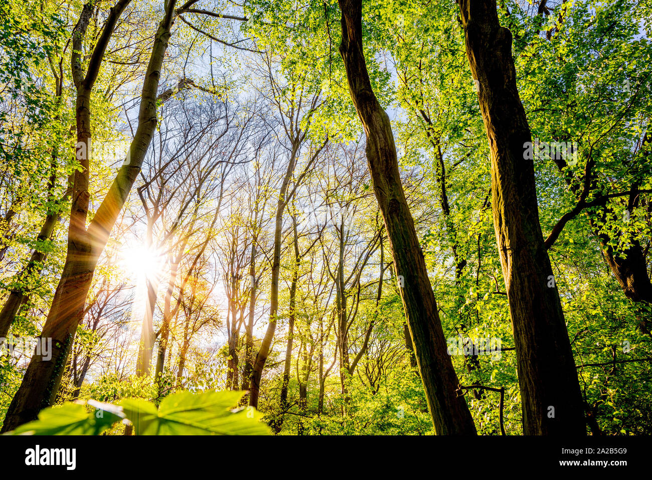 Frühling im Wald mit durch Bäume strahlender Sonne Stock Photo