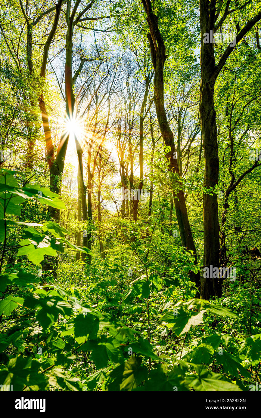 Wald im Frühling bei strahlendem Sonnenschein Stock Photo