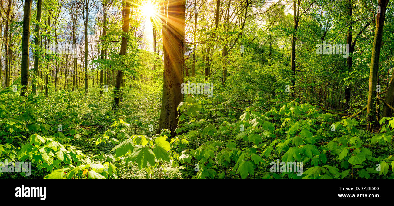 Ein Morgen im Wald mit durch die Bäume scheinender Sonne Stock Photo