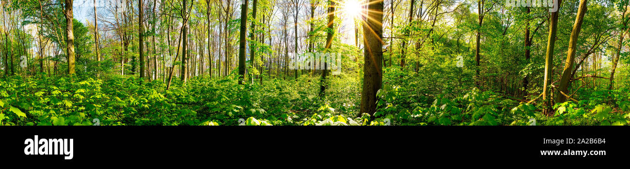 Wald im Frühling, Panorama mit durch Bäumen scheinender Sonne Stock Photo