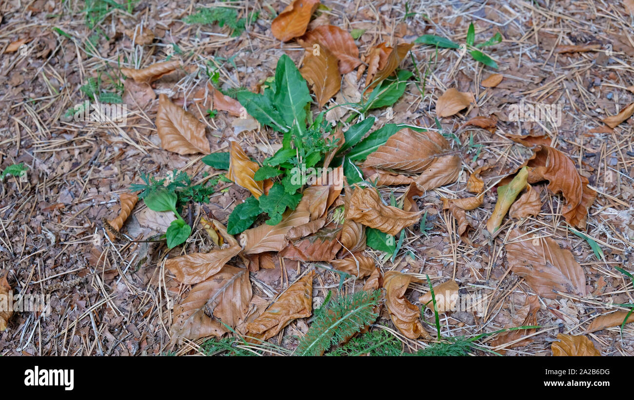 Fallen colorful autumn leaves in the forest Stock Photo - Alamy