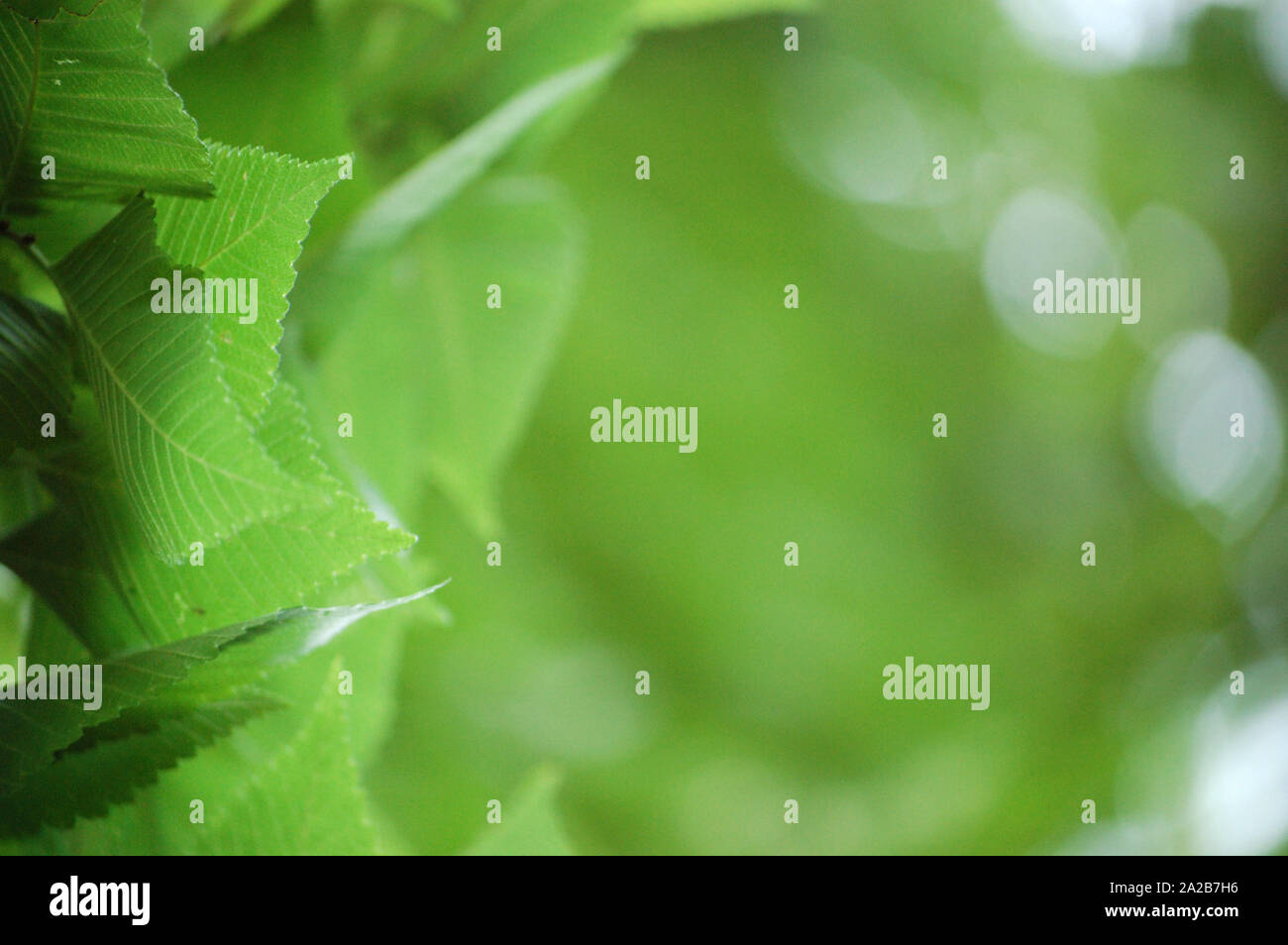 Closeup shot of American Elm leaves. Stock Photo