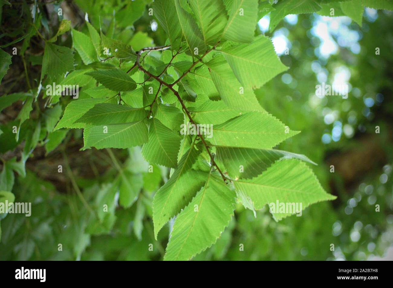 Closeup shot of American Elm leaves. Stock Photo