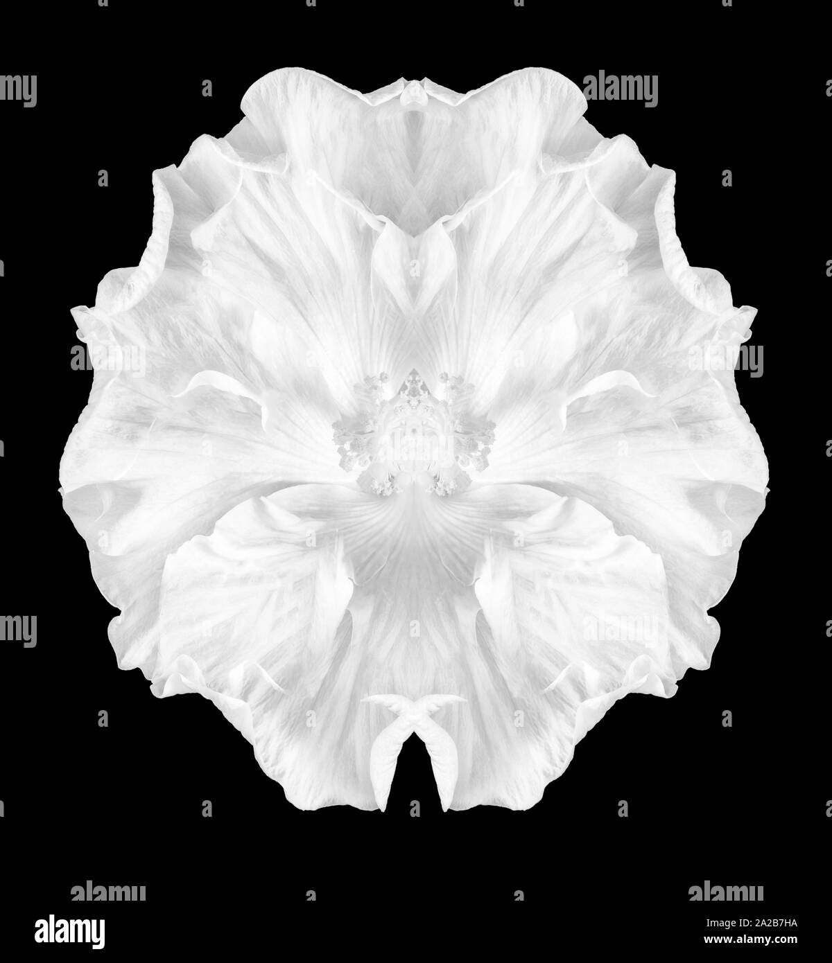 Abstract white mandala created from hibiscus blossom macros on black