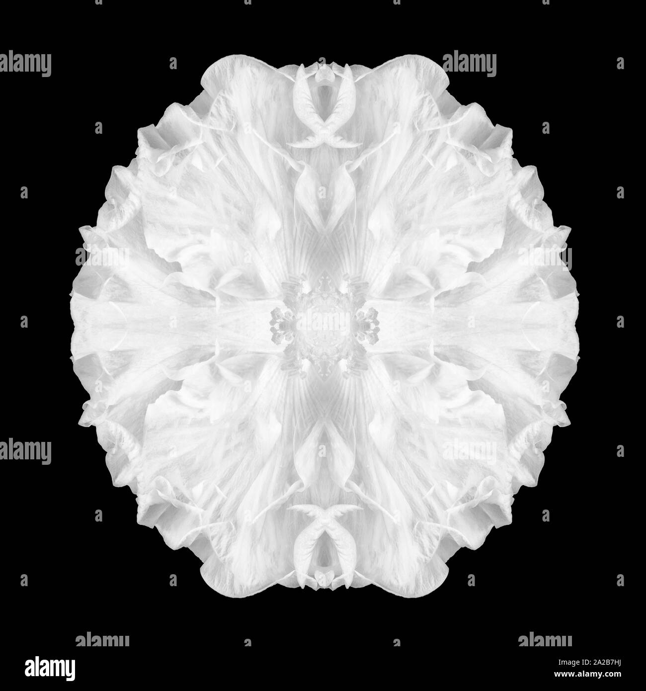 Abstract white mandala created from hibiscus blossom macros on black