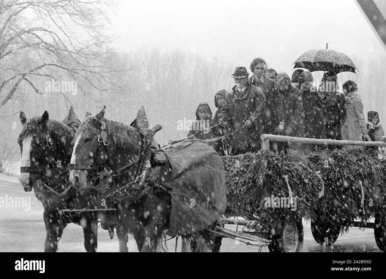 The Football Player Franz Beckenbauer On A Horse-drawn Cart Near ...