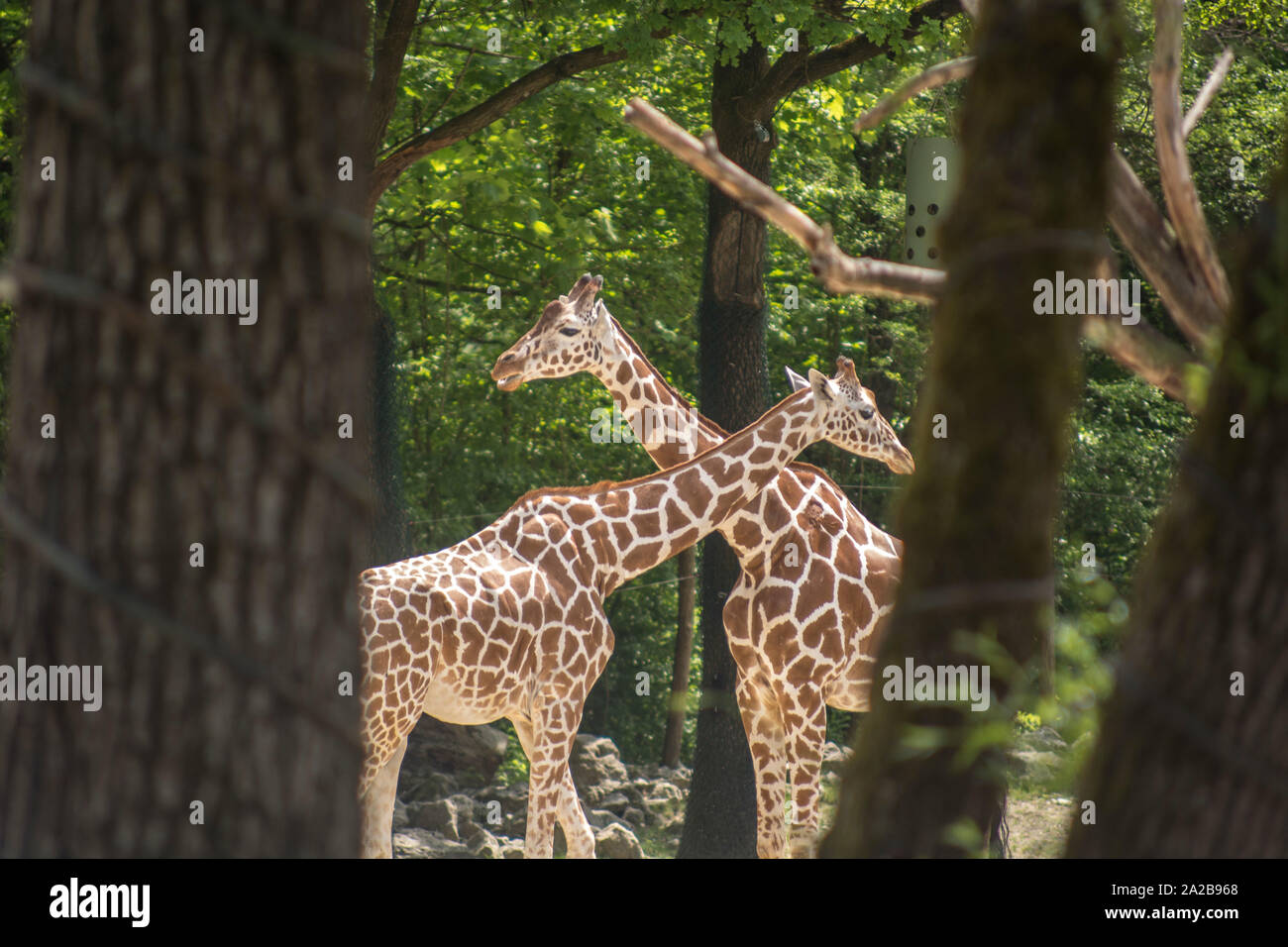 Giraffe eats on top of the tree Stock Photo
