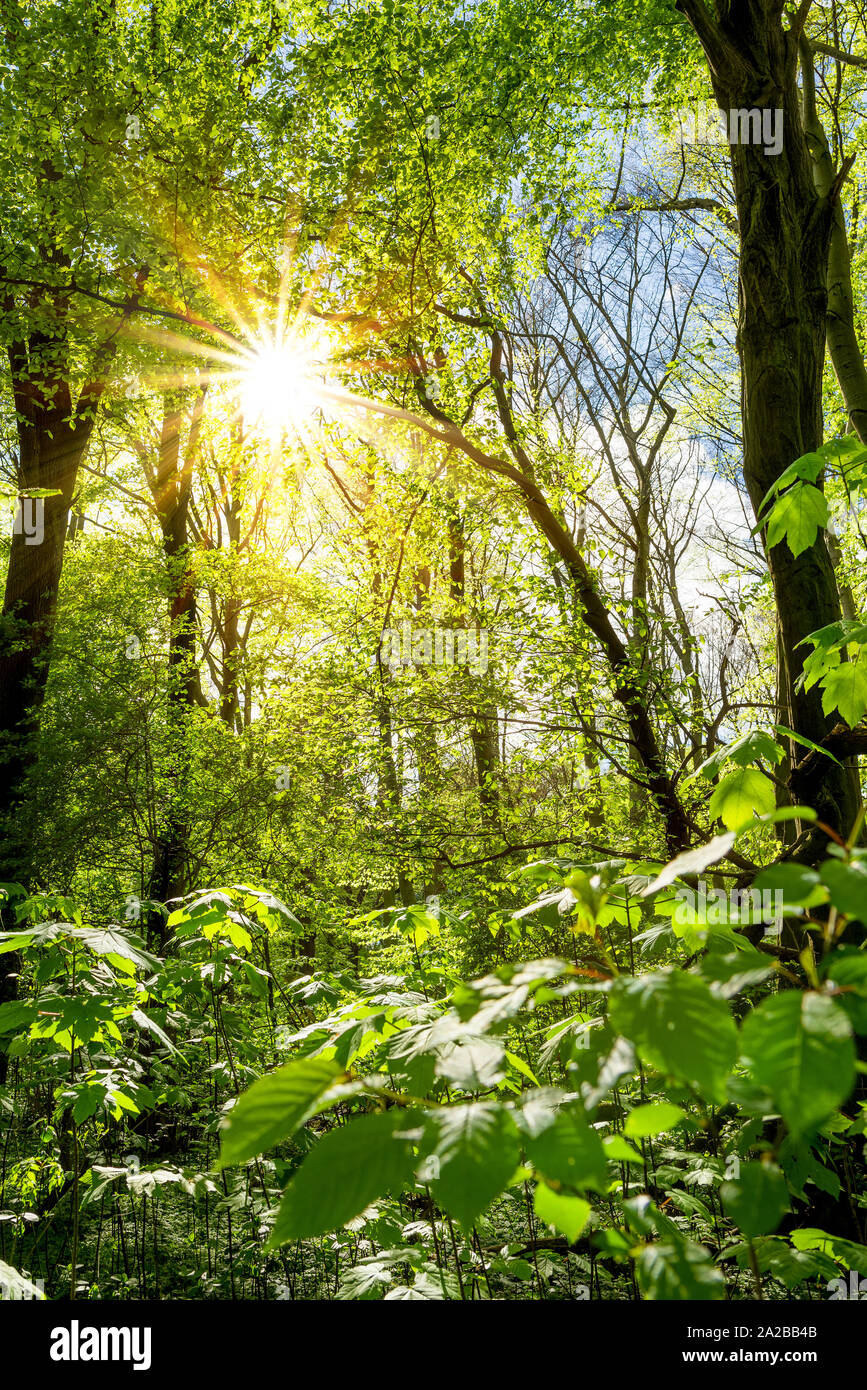 Wald im Frühling mit durch Bäumen scheinender Sonne Stock Photo