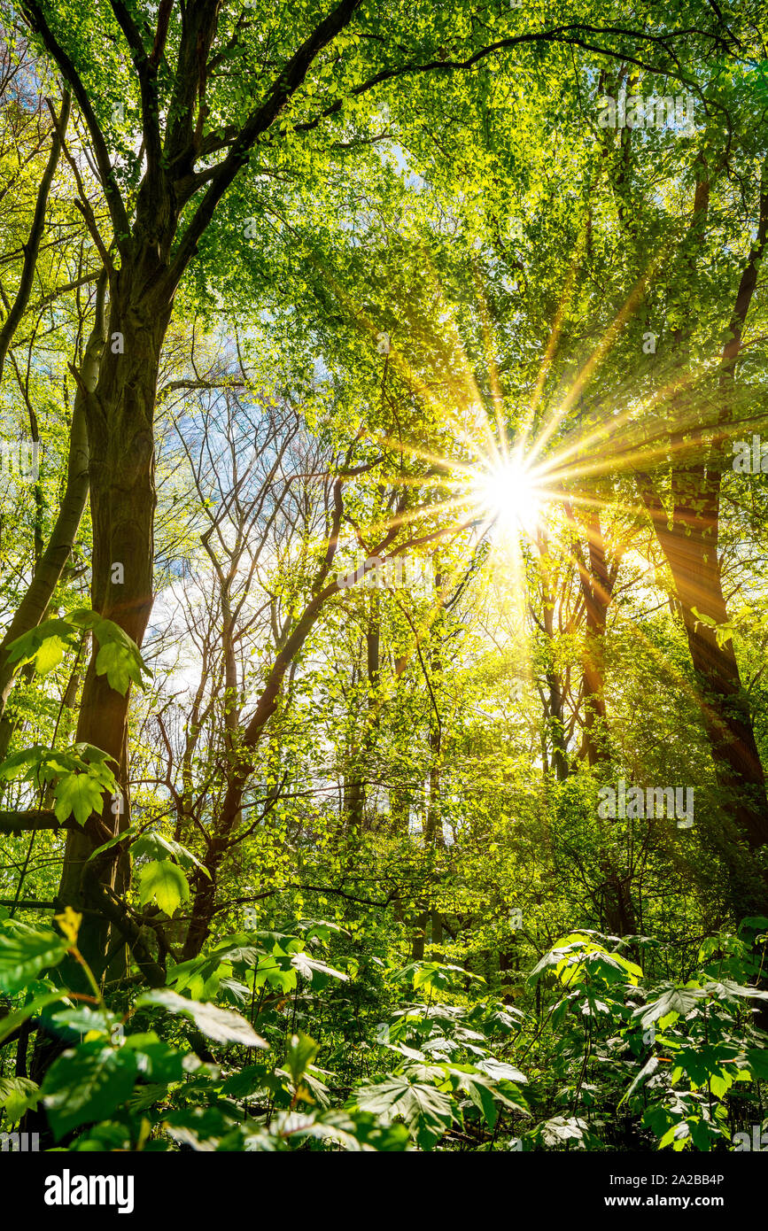 Wald im Frühling bei strahlendem Sonnenschein Stock Photo