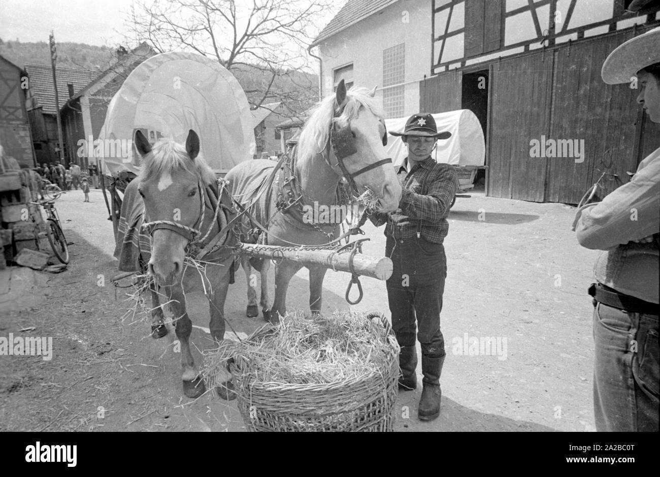 Adventure holiday with covered wagon in Upper Franconia: The horses are fed. Stock Photo