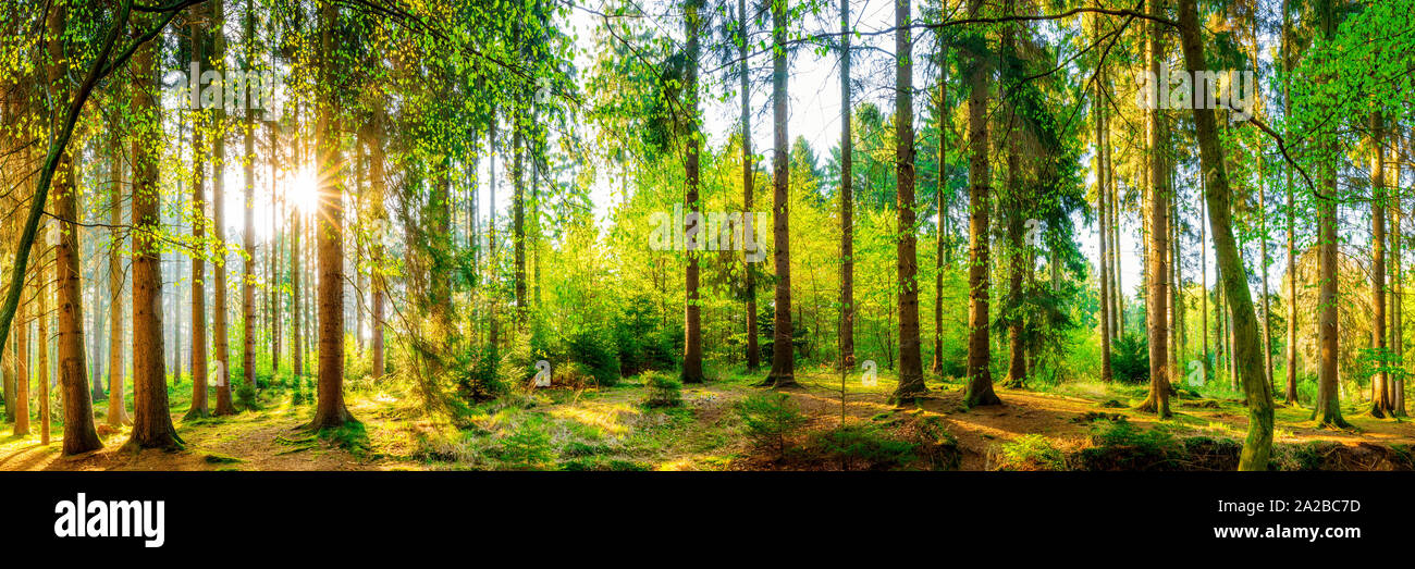 Wonderful forest panorama with bright sun Stock Photo