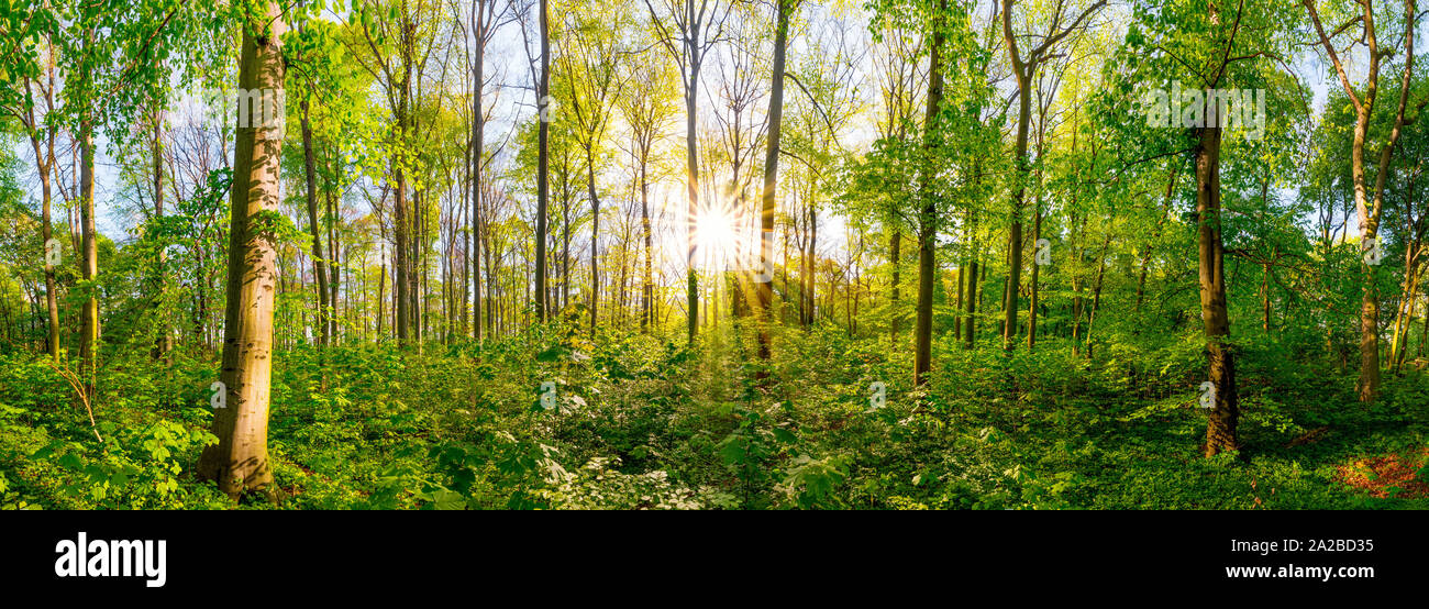 Wald im Frühling mit grünen Bäumen und strahlender Sonne Stock Photo