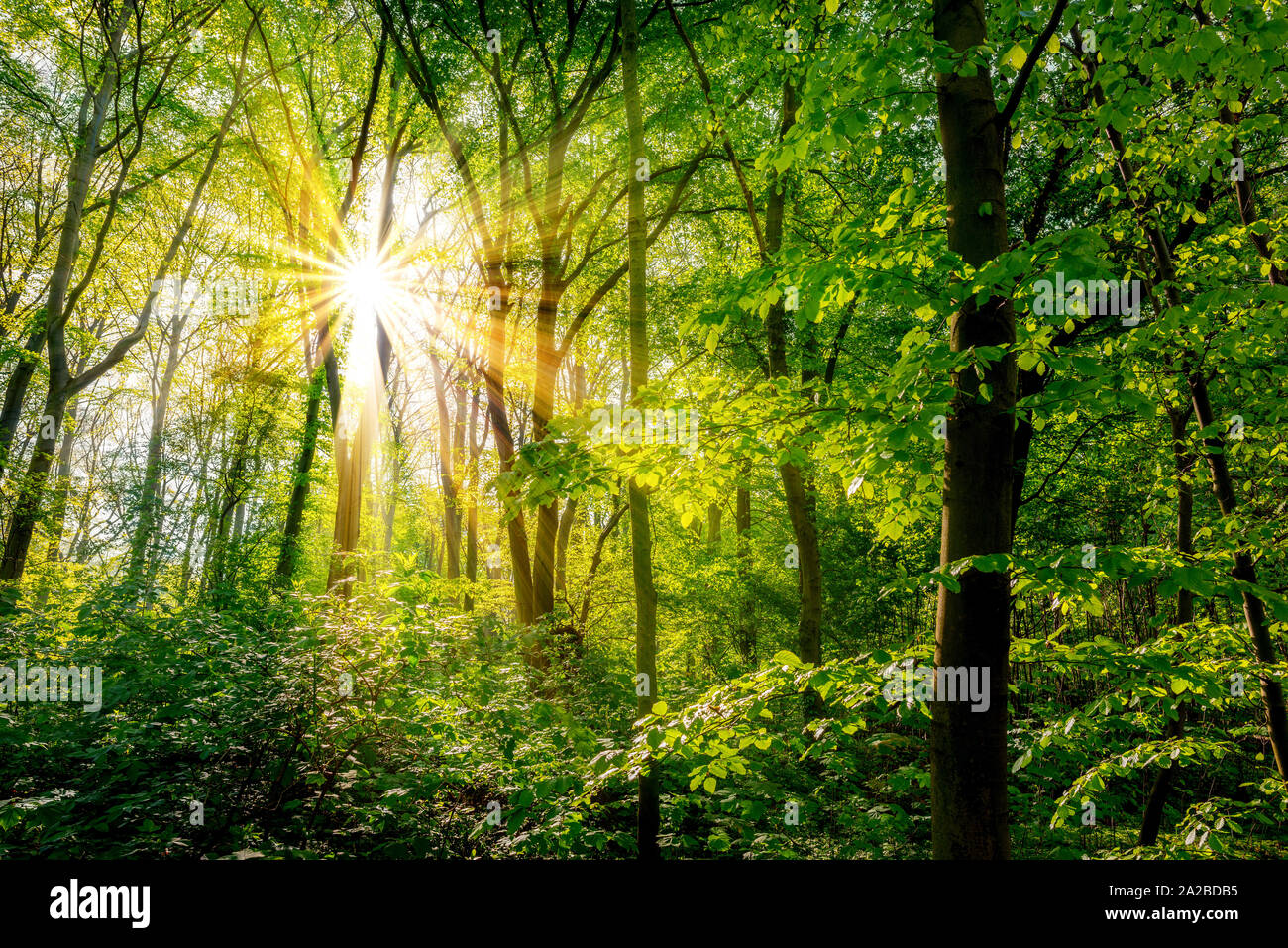 Wald im Frühling mit grünen Bäumen und strahlender Sonne Stock Photo