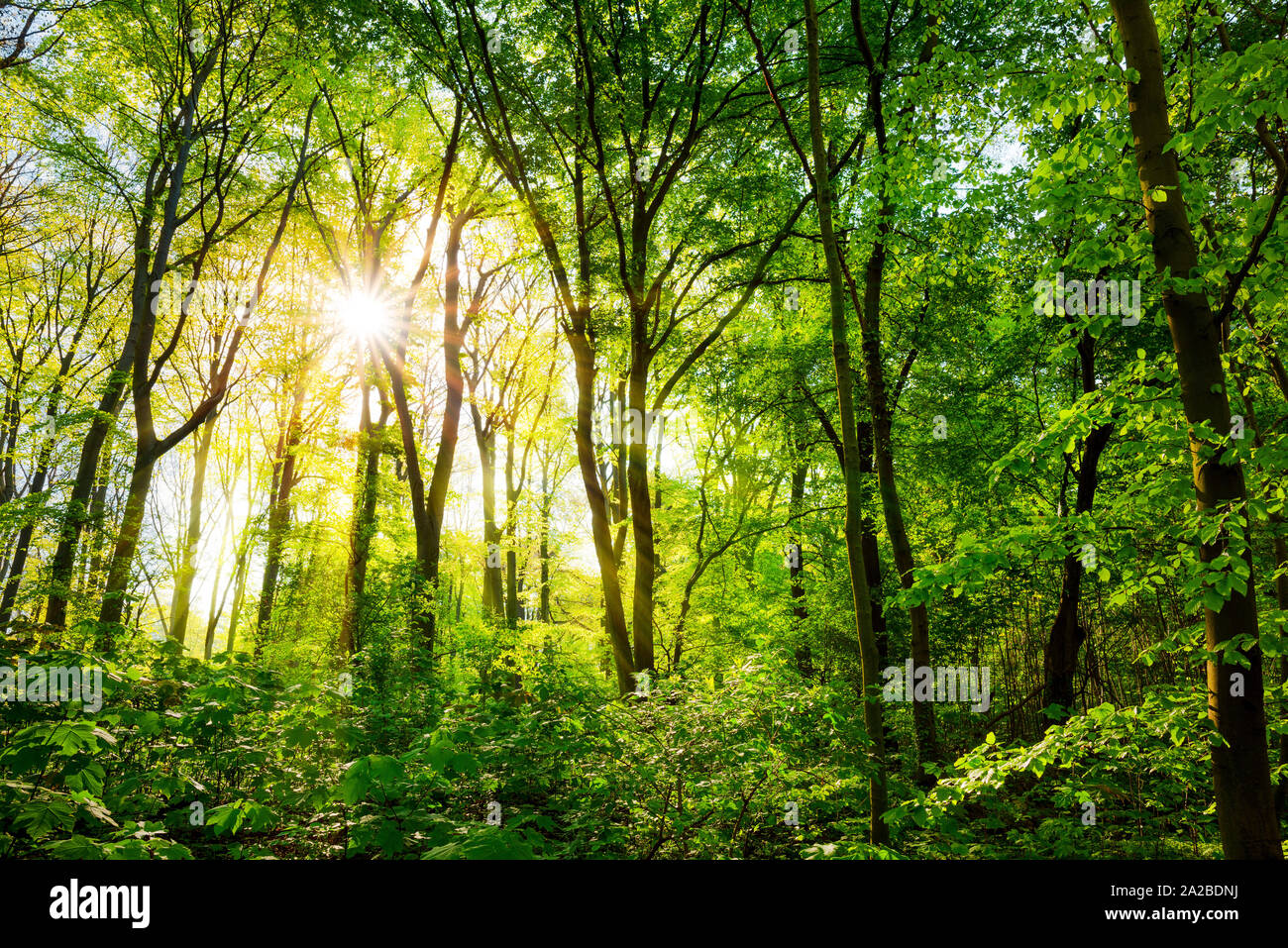 Lichtung im Wald mit Sonne, die durch Bäume scheint Stock Photo