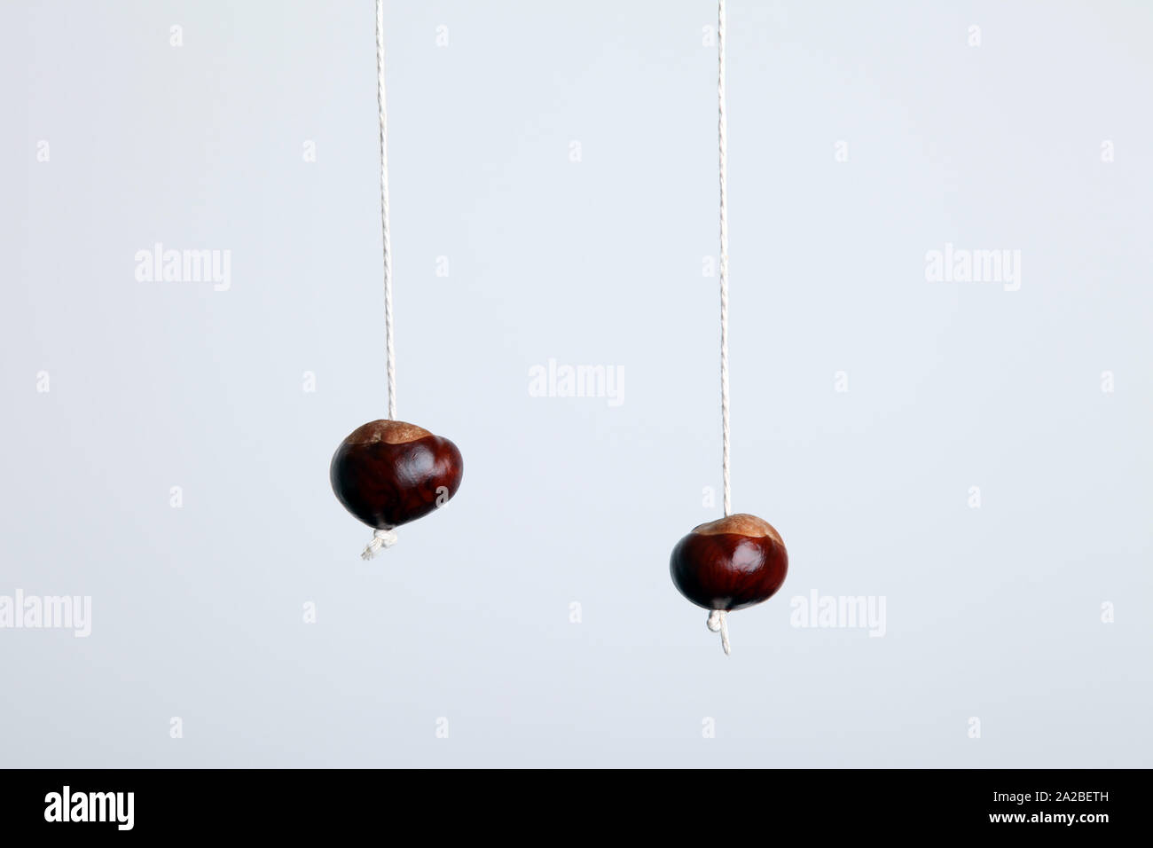 Two ripe conkers hanging on a string isolated on a white background with copy space in Autumn Stock Photo