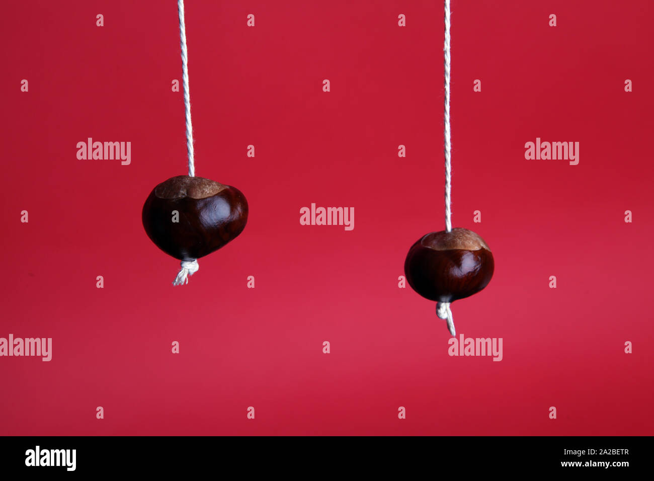 Two ripe conkers hanging on string isolated on a red background with copy space in Autumn Stock Photo