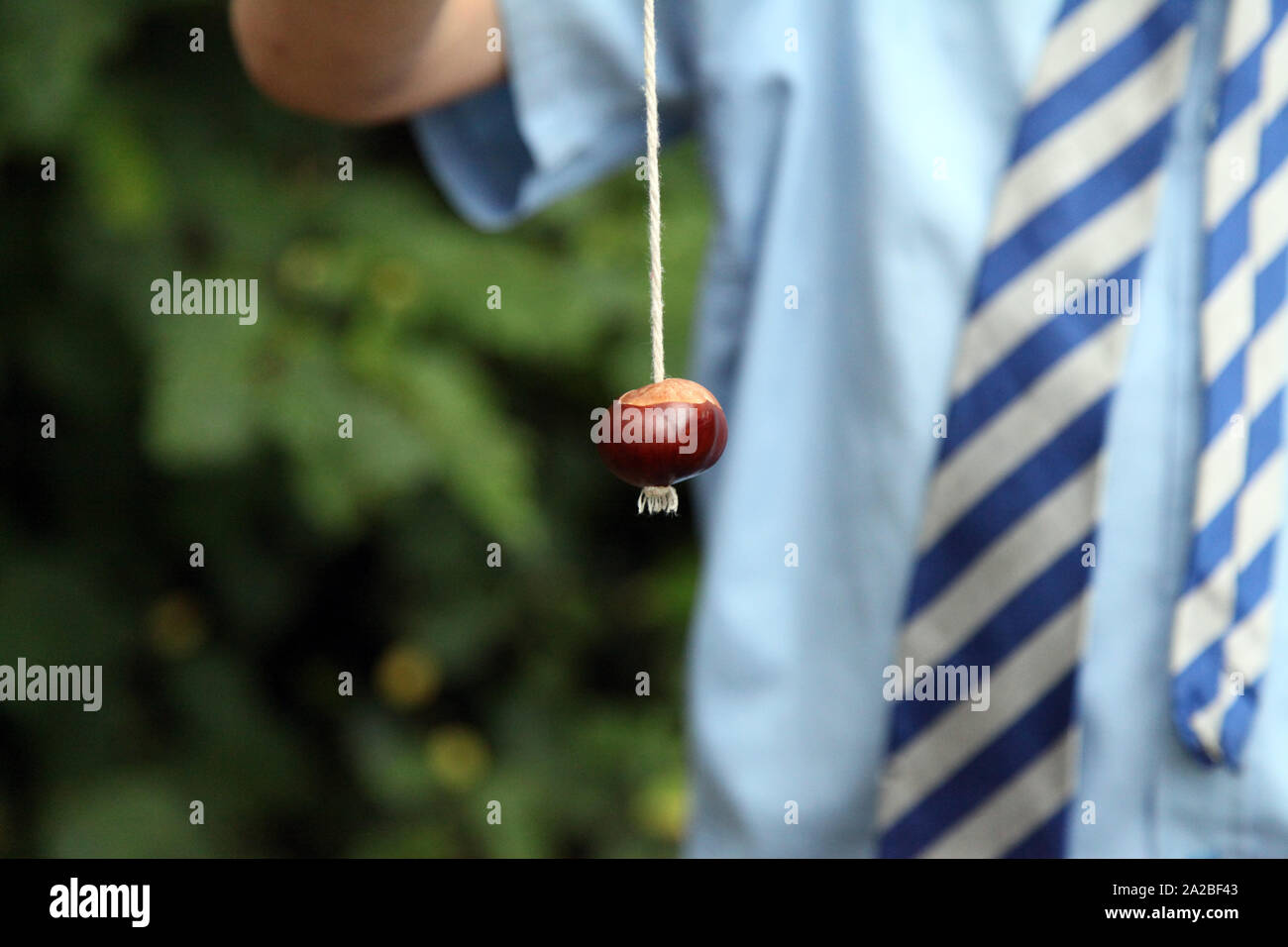 Primary schoolboy in school uniform playing a game of conkers, holding a conker on a string closeup, outside in Autumn Stock Photo