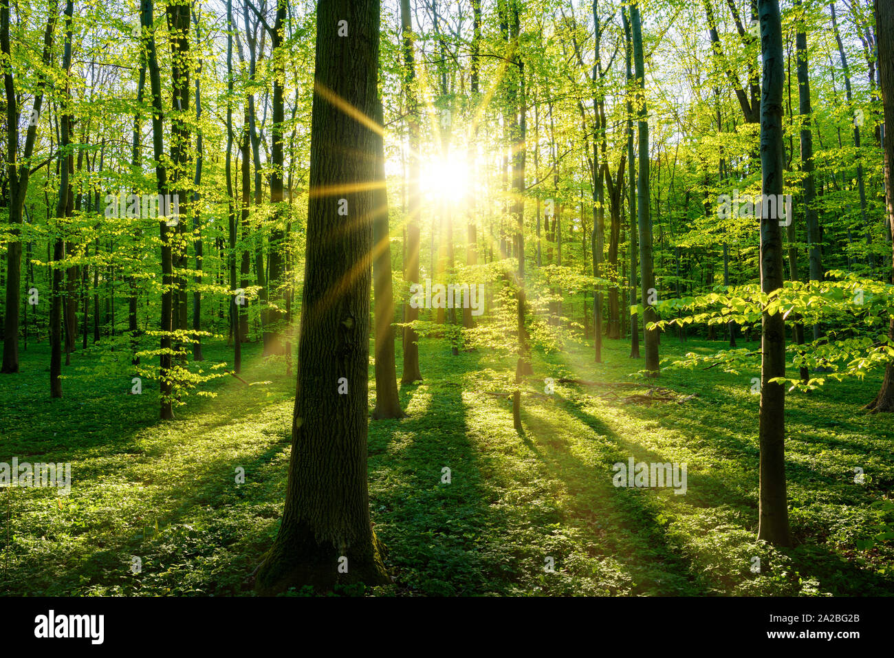 Beautiful Forest In Spring With Bright Sun Shining Through The Trees Stock Photo Alamy Beautiful Forest In Spring With Bright Sun Shining Through The Trees Stock Photo Alamy
