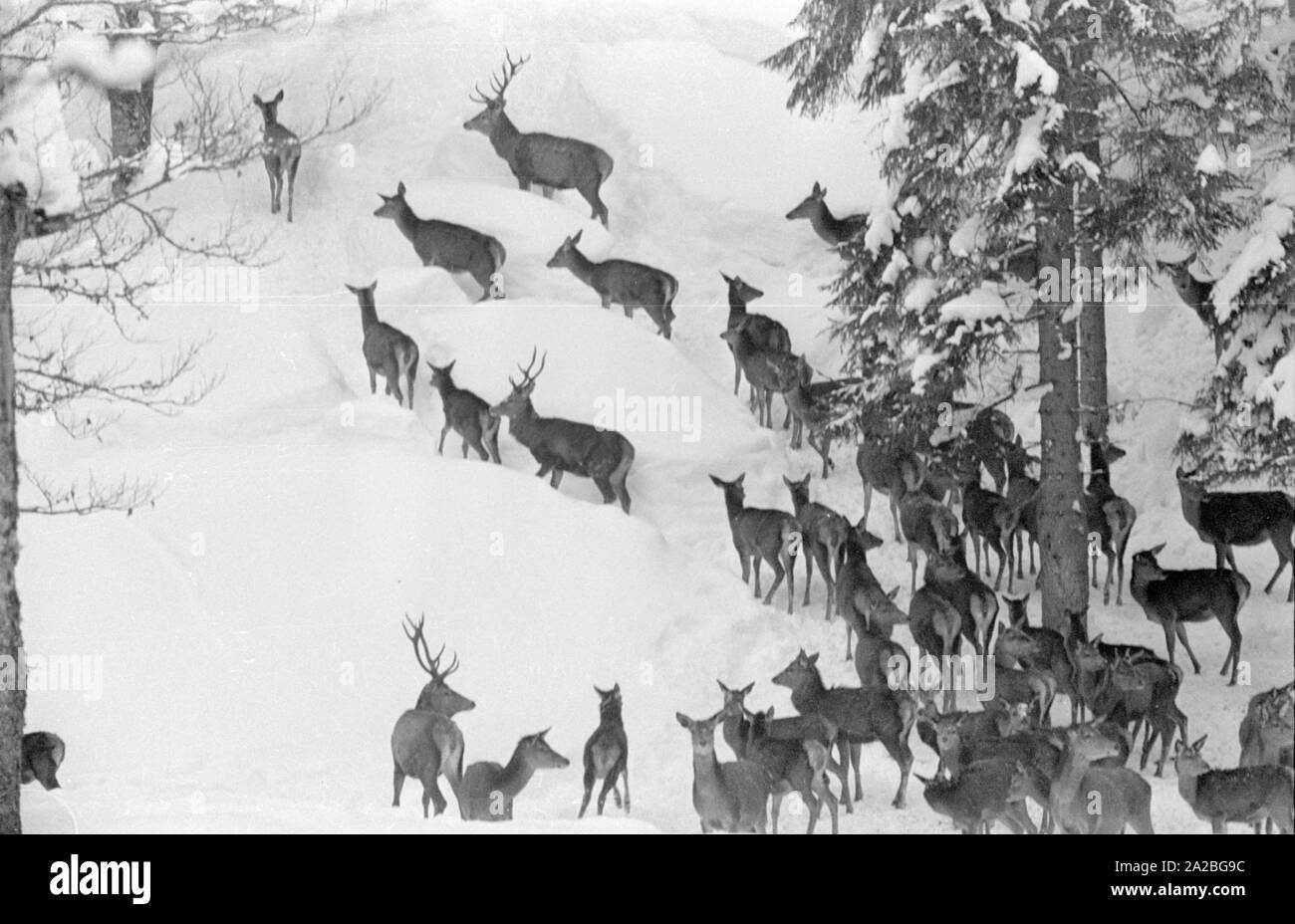 Feeding deer in winter Stock Photo Alamy