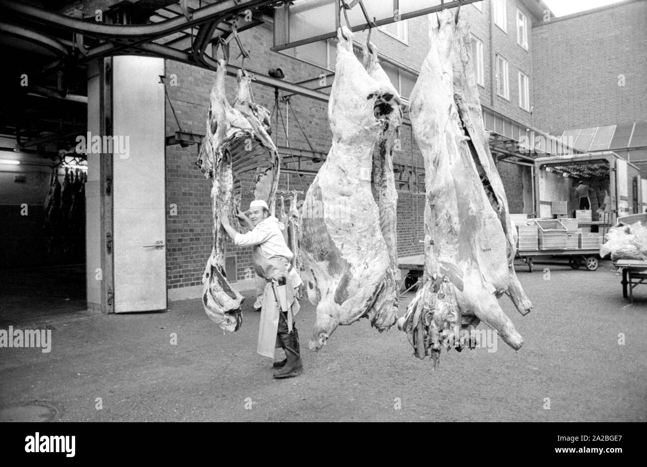Cattle processing in slaughterhouse Black and White Stock Photos