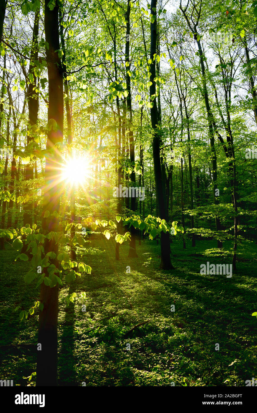 Forest in spring at sunrise Stock Photo