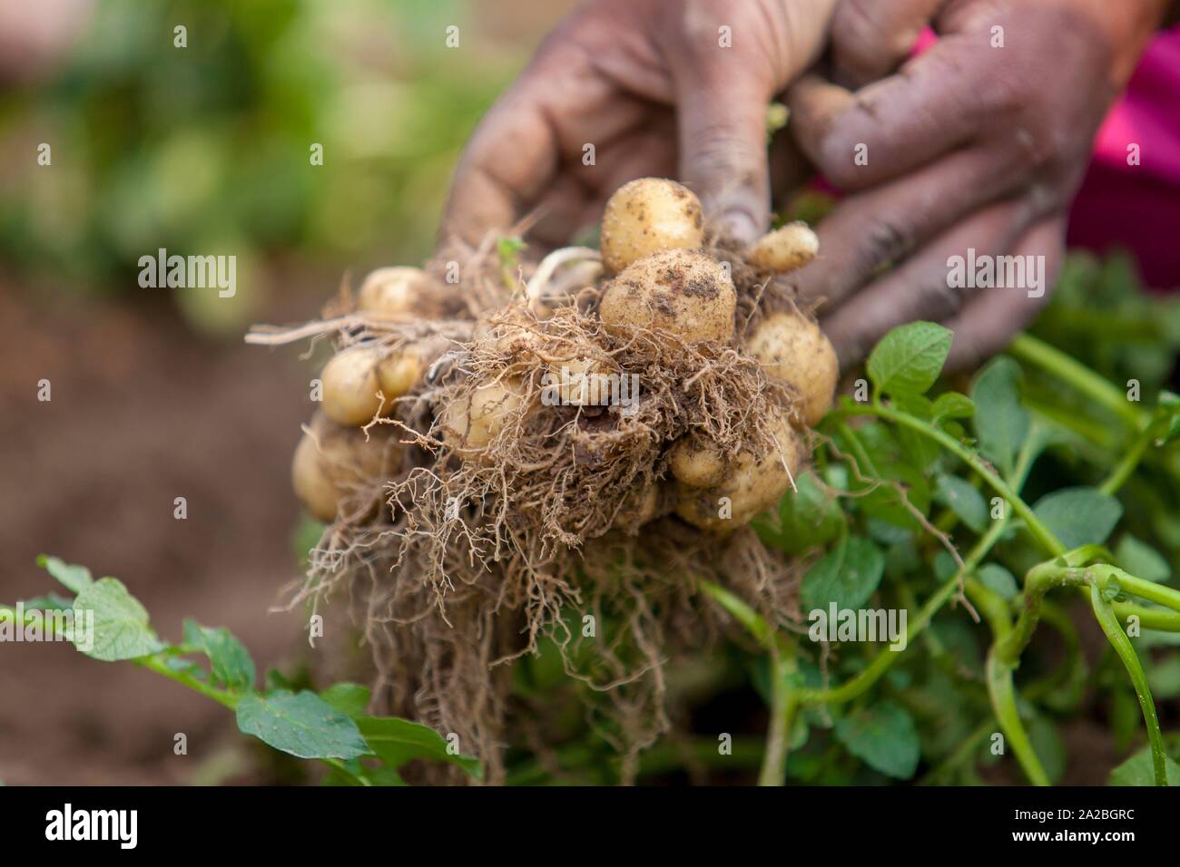Roots showing through soil hi-res stock photography and images - Alamy