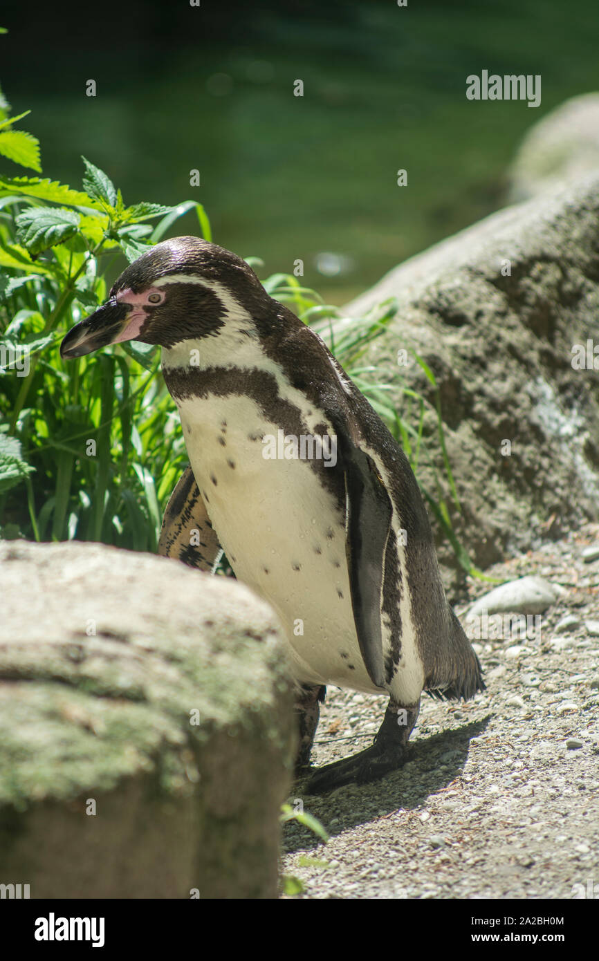Pinguine Stock Photo