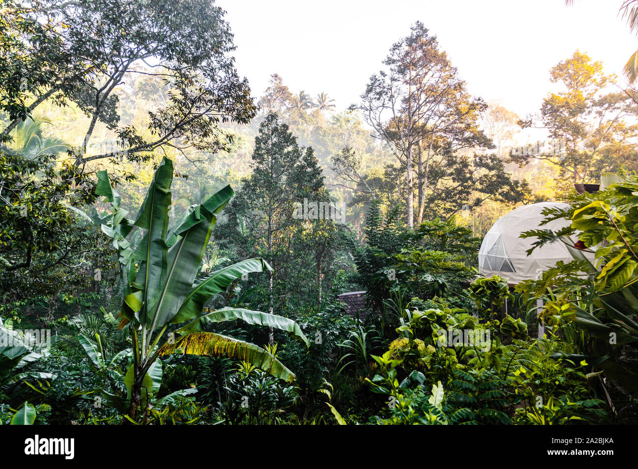 Eco rainforest camping in a dome tent at sunrise Stock Photo