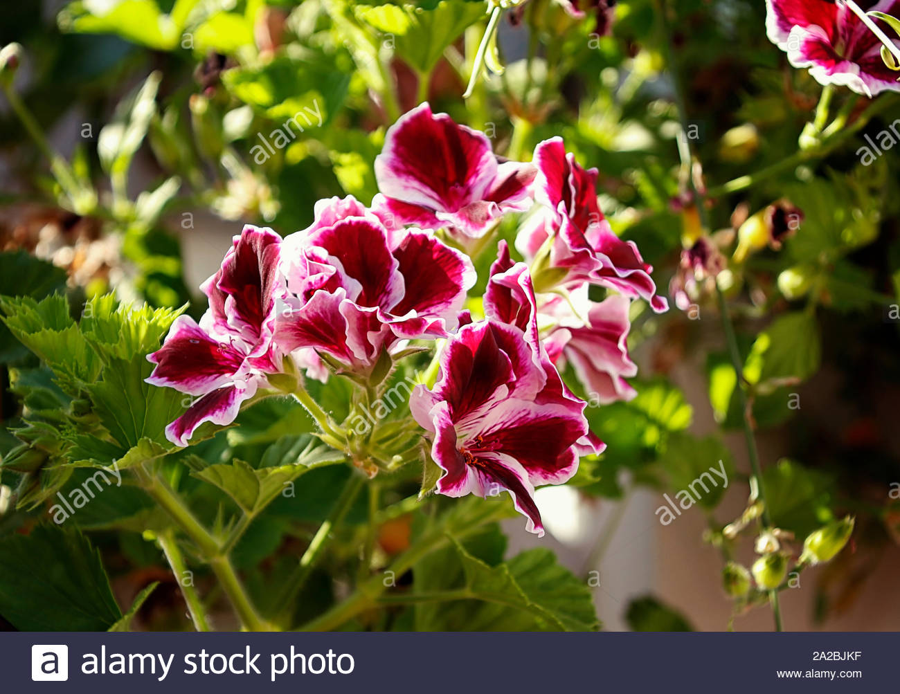 Geranium Grandiflorum High Resolution Stock Photography and Images - Alamy