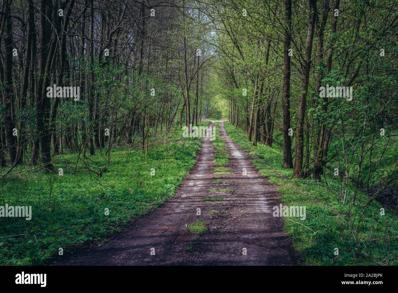 Forest near Dubnany town in the South Moravian Region of the Czech