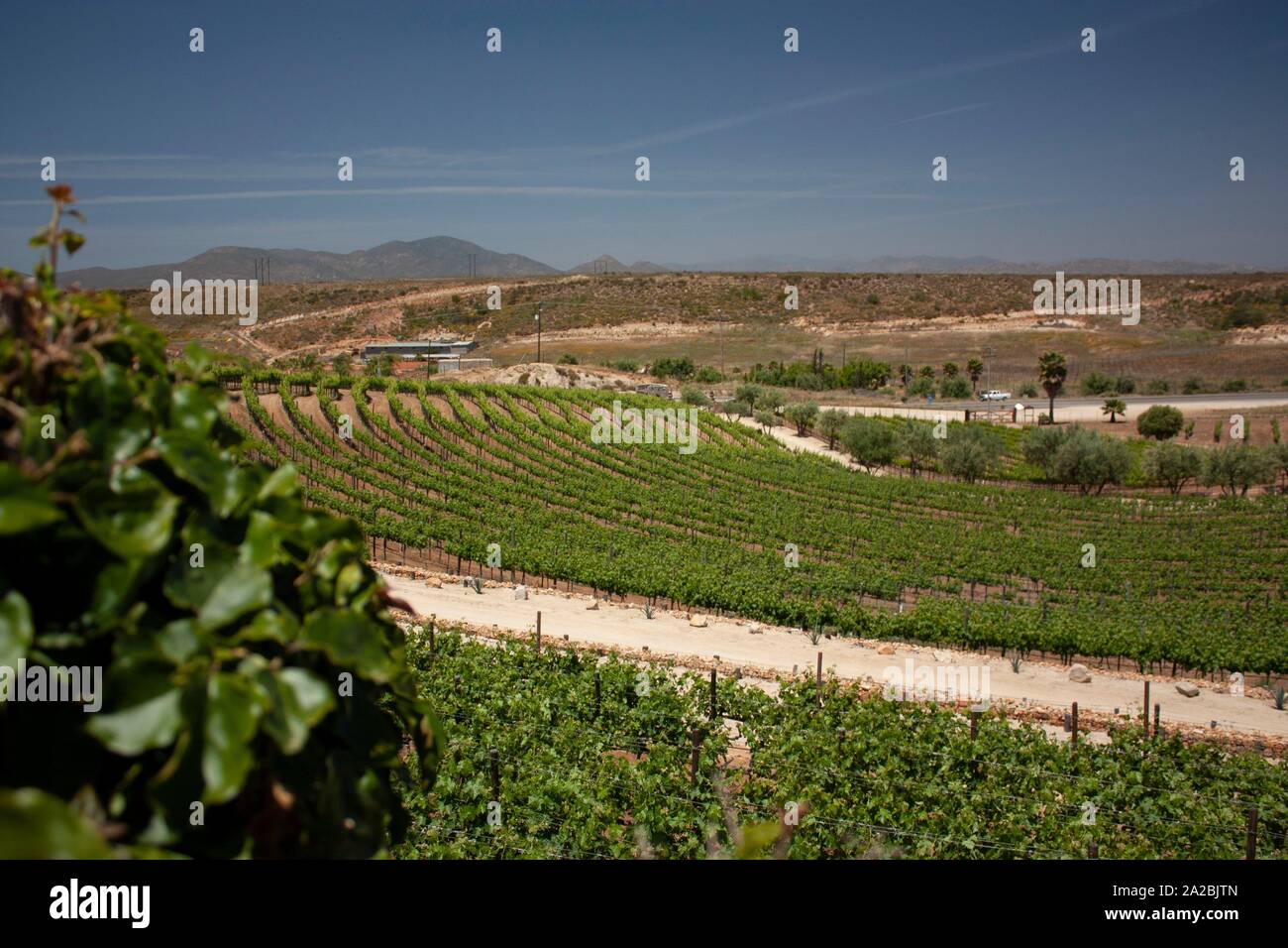 Vineyard valley bordered by mountains shows the curved roads formed by vine trees planted. Baja California, Mexico. Stock Photo