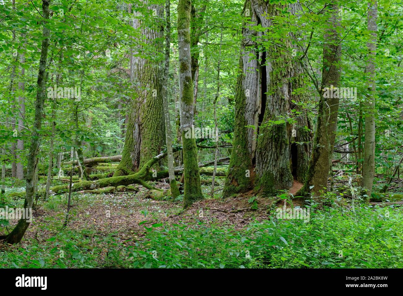 Two old oak trees side by side in summertime decuduous forest ...