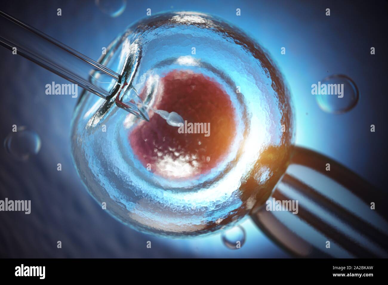 Living embryo in egg hi-res stock photography and images - Alamy
