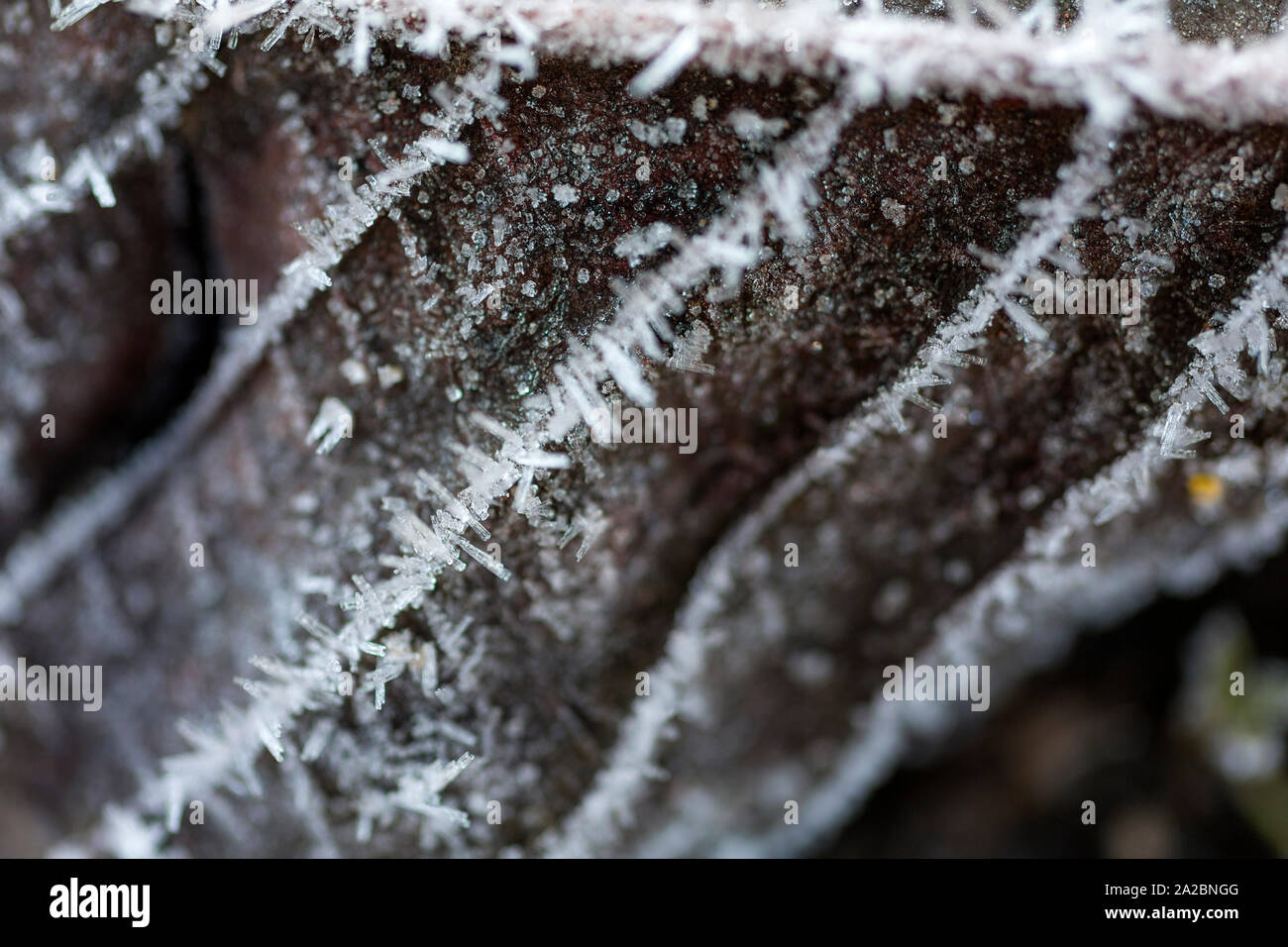 Frost covered leaves on the ground Stock Photo - Alamy