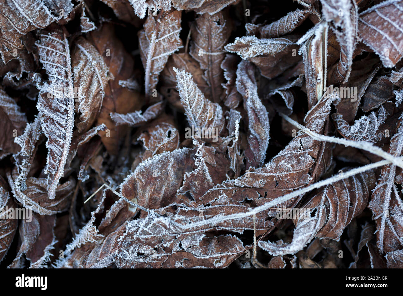 Frost covered leaves on the ground Stock Photo - Alamy