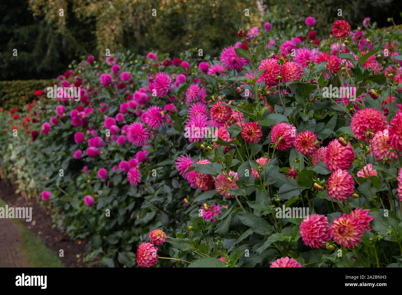 Bed of Red and Pink Dahlia Flowers Stock Photo